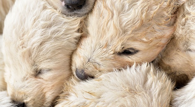 Cinque cani gettati vivi in un cassonetto, i cuccioli lottano per la vita: è caccia al responsabile