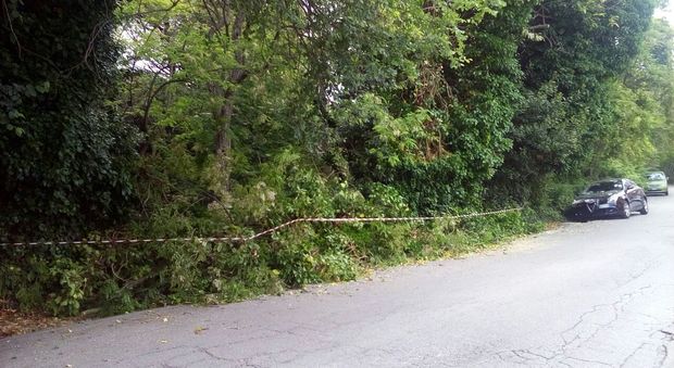 Ancona, cade un albero e centra un'auto in transito: un disabile ferito
