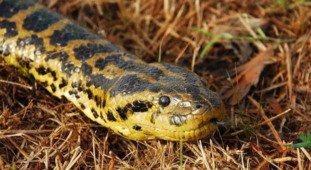 Il serpente più lungo del mondo in un video, le immagini sono impressionanti