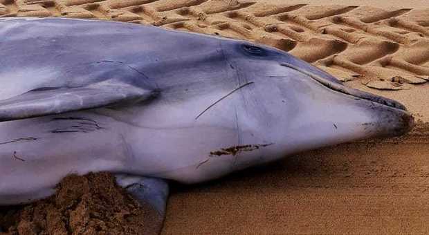 Delfino trovato morto sulla spiaggia di Sabaudia, carcassa rimossa con l'intervento del Parco del Circeo