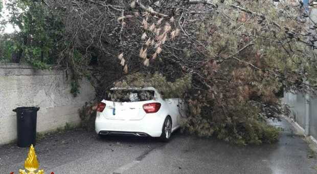 Maltempo, albero precipita sull'auto: donna incastrata nell'abitacolo