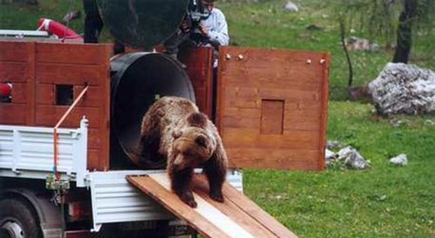La triste fine dell'orsa Daniza, uccisa con il sonnifero: l'ultimo articolo scritto da Folco Quilici per il Messaggero