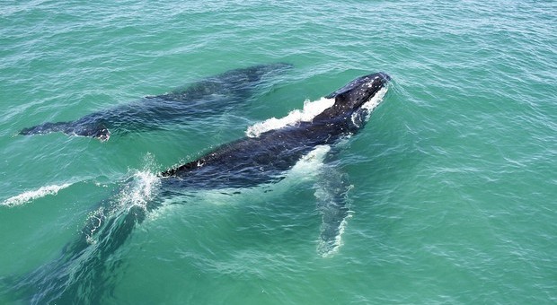 Sub vede una balena incastrata in una barriera e la libera, ora rischia una multa salata
