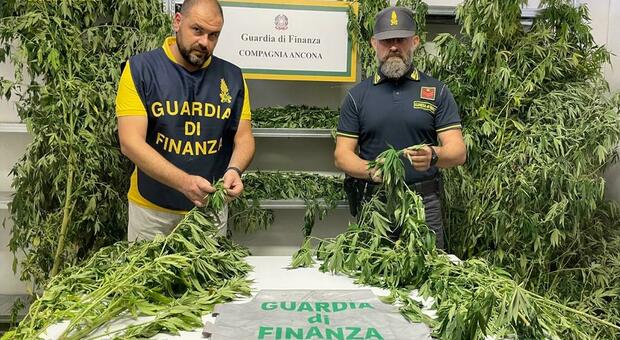 Piantagione di marijuana a due passi da Marina Dorica: denunciato straniero col pollice verde