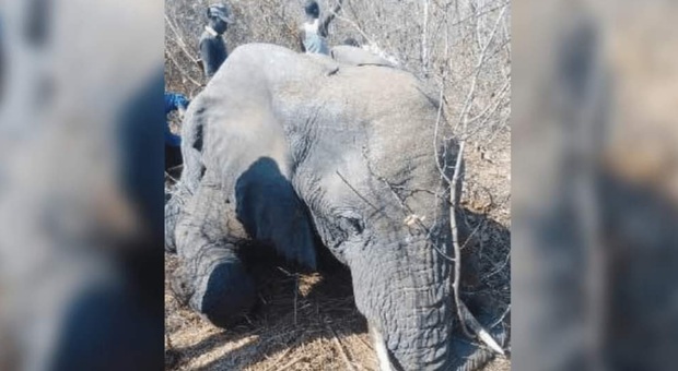 L'elefante giustiziato per colpa di un selfie (immag diffuse da PETA sui social)