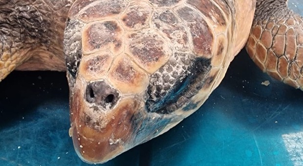 La tartaruga operata dal veterinario del Cras di Treviso