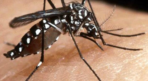 Zanzara tigre già all'assalto: come difendersi dall'invasione, i consigli dello zoologo
