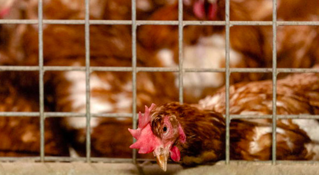 Aviaria, strage di uccelli negli Usa: «Milioni di polli e tacchini morti a causa dell'epidemia»