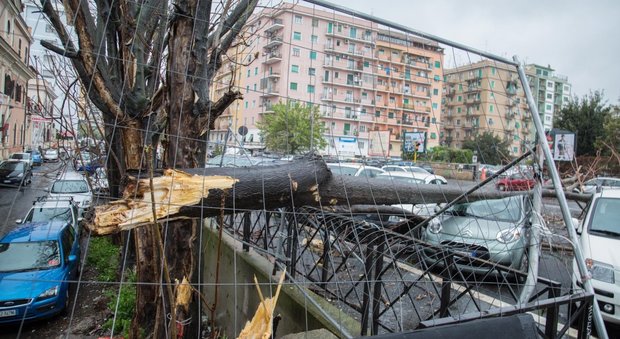 Dall'Appia a Testaccio nuova strage di alberi: «Seicento crolli in 3 mesi»