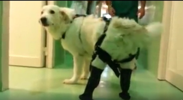 Roma, Bianca corre e salta di nuovo con le protesi arrivate dagli Usa: così è stata salvata la cucciola di Maremmano