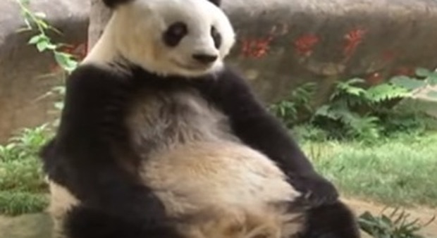 Cina. A 37 anni è morta Basi, il panda più vecchio del mondo