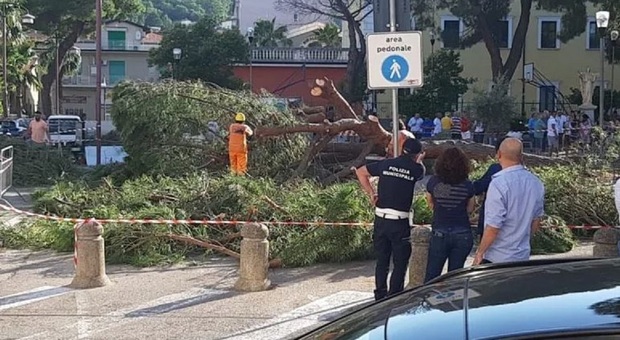Comunali 2022, paura ad Agropoli: albero cade davanti al seggio elettorale