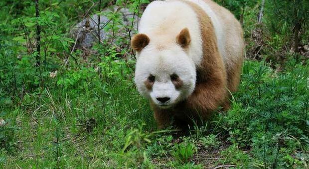 Cina, ideato un concorso online per suggerire il nome di 4 cuccioli di panda appena nati