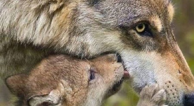 Abbattimento di lupi, Trentino e Alto Adige divisi: il Tar di Bolzano ferma il prelievo di due esemplari