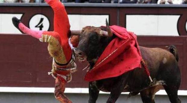 Madrid, torero incornato e lanciato in aria alla corrida: dopo mezz'ora torna nell'arena ferito