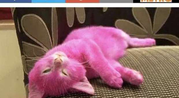 Tinge il gatto di rosa per abbinarlo all'abito: l'animale muore avvelenato