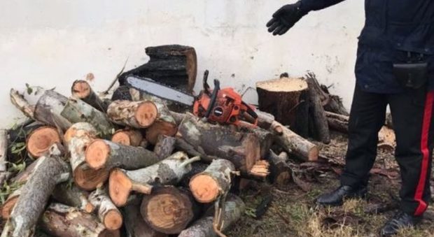 Sfugge alla sorveglianza speciale per rubare due quintali di legname: arrestato