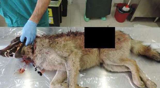 Macerata, il giallo del lupo ammazzato a fucilate nel Parco dei Sibillini