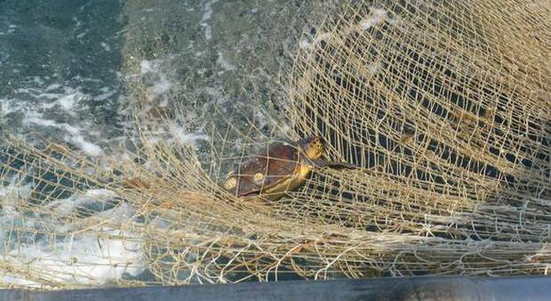 Strage di tartarughe marine in Messico: 300 morte impigliate nelle reti da pesca illegali