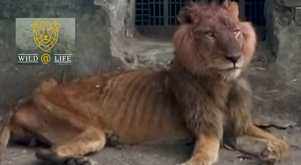 Ombra, il leone affamato dello zoo nigeriano: «Così quel visitatore ha permesso di salvarlo dalla morte»