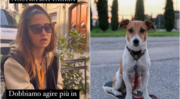 Chiara Ariu, ucciso il jack russel dell'influencer: aggredito da un altro cane senza guinzaglio: «Le cose devono cambiare»