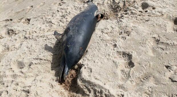 La scoperta sulla spiaggia pugliese: un delfino morto