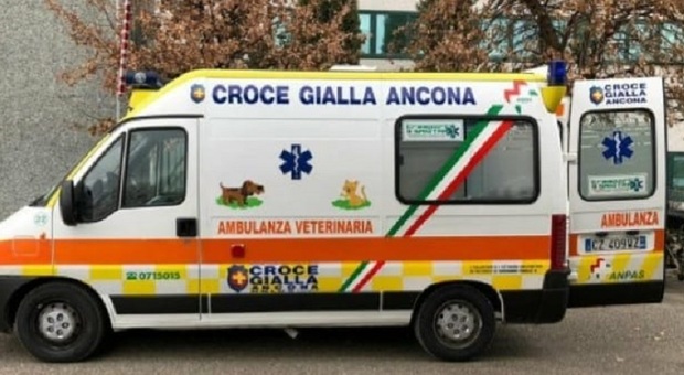 Ancona, l'ambulanza veterinaria della Croce Gialla senza confini: il soccorso di un cane arriva fino alla Germania