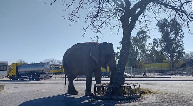 Civitanova, arriva il circo in città, ma la foto dell'elefante nel parcheggio scatena la polemica