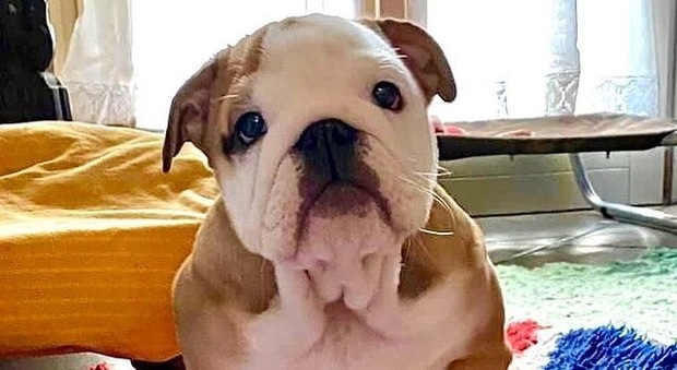 Vita da cani-webstar: su Instagram il primo talent show dedicato a chi ha il “Bull-Factor”