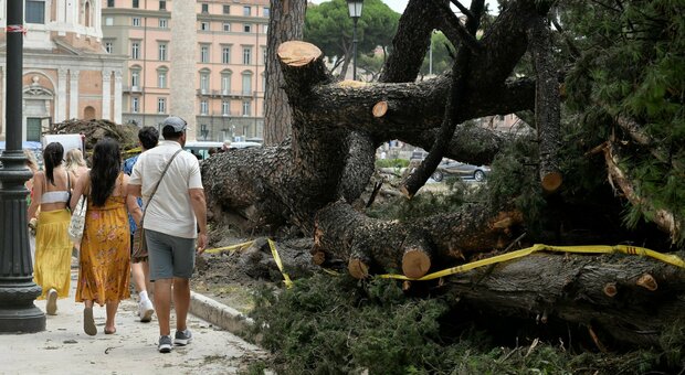 Roma, paura a piazza Venezia: crolla un pino secolare, le radici indebolite da un fungo