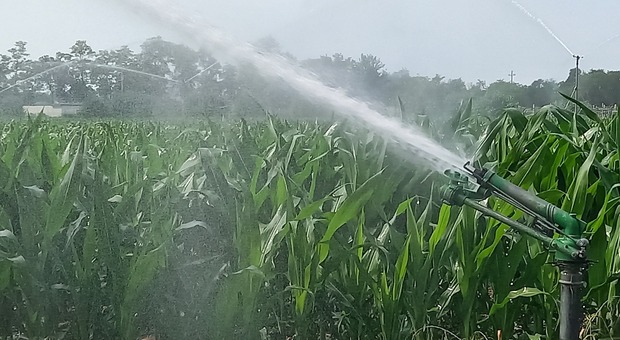 Irrigazione di un campo di mais