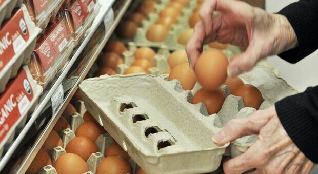 Salmonella, focolaio in un allevamento nel Salento: ecco lotti e confezioni delle uova ritirati