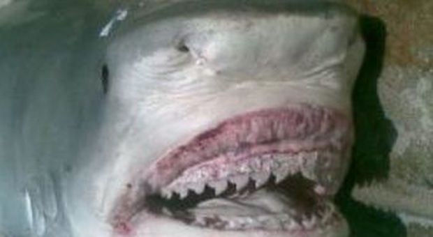 Immagini-choc: dallo stomaco dello squalo spuntano resti umani/ Foto raccapriccianti