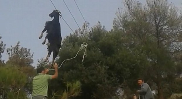 La capra appesa sui fili dell'alta tensione in Grecia