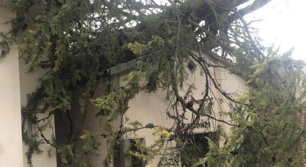 Gagliole, albero si schianta, danni a tre cappelline all'interno del cimitero