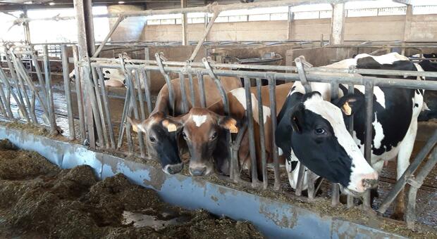 Antibiotici abusivi in 8 allevamenti di mucche da latte, controlli e multe dei Nas