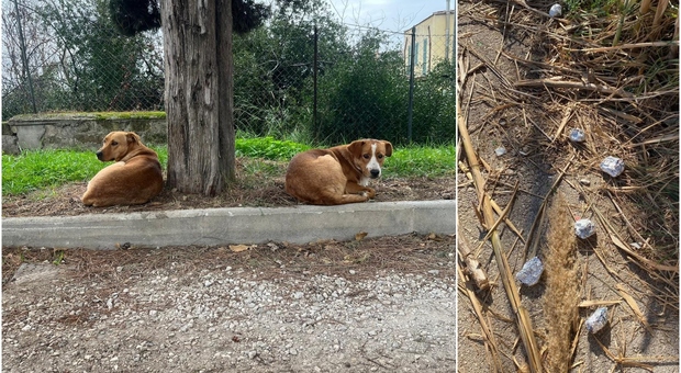 Cibo avvelenato al parco vicino Roma, caccia al killer dei gatti. Nel mirino (anche) 2 cani randagi: «Qualcuno sta cercando di ammazzarli»