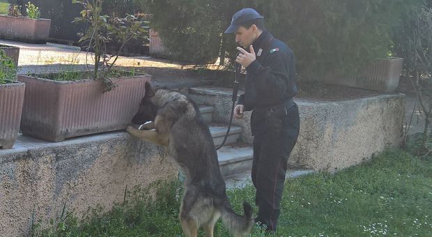 Pesaro, i carabinieri vedono il passaggio della cocaina al parco dello spaccio: preso pusher
