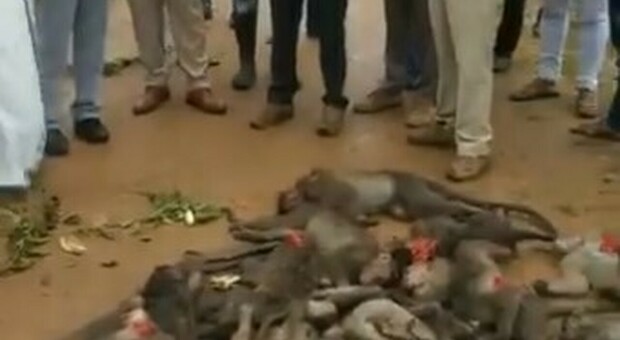 Orrore in India, 60 scimmie trovate avvelenate, picchiate e chiuse nei sacchi