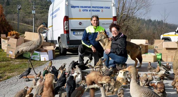 Terremoto, animali imbalsamati recuperati dalla Prociv di Foligno