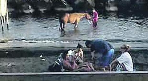 Torre del Greco, spiagge come pascoli: anche i cavalli in acqua tra i bagnanti