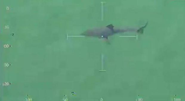 Terrore in spiaggia: squalo lungo 4 metri tra i bagnanti