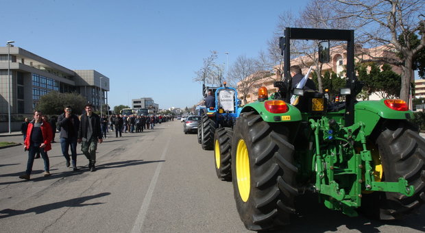 Xylella, torna la protesta: da domani presidio permanente degli agricoltori a Lecce