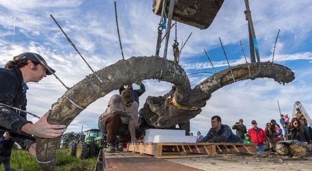 Michigan, agricoltore trova scheletro di mammut nel suo campo di soia