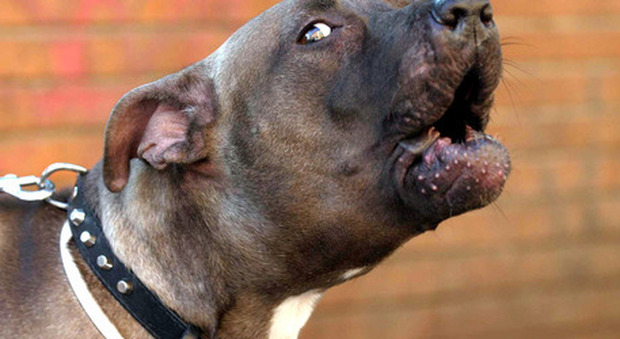 Milano, 31enne marocchino rapina una casa con il pitbull. Il cane usato per minacciare la vittima