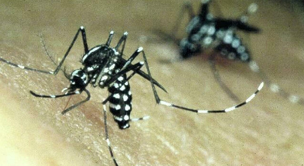 Dengue, aumentano i casi a Roma e nel Lazio: «decine le segnalazioni di febbre sospetta, necessario tracciamento per evitare creazione di focolai»