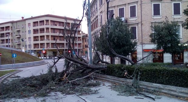 L'albero crollato in piazza Ugo Bassi ad Ancona