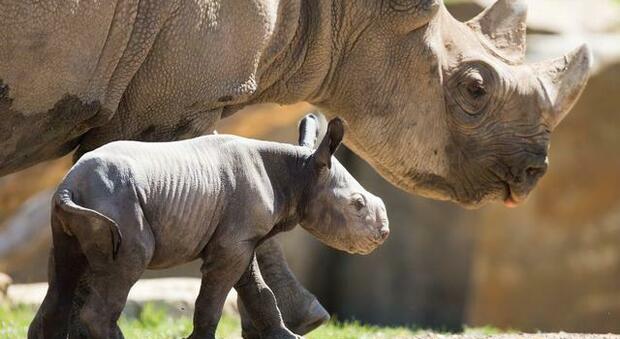 Documentati il momento della nascita e i primi passi di un rinoceronte in via di estinzione. Ecco il video