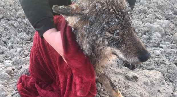 Il lupo salvato dalle acque ghiacciate (foto Erakogu)