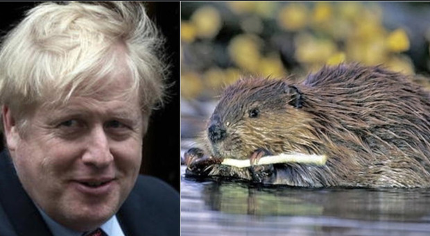 Boris Johnson ha regalato dei castori al papà per il suo compleanno
